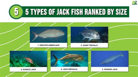 jack fish family